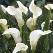 Calla Blanc